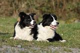BORDER COLLIE 860